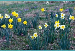Kapag mag-transplant daffodils sa ibang lokasyon, sa tagsibol o taglagas
