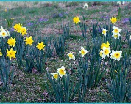 When to transplant daffodils to another location, in spring or fall