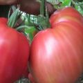 Pomidorų veislės „Pink spam“ charakteristikos ir aprašymas