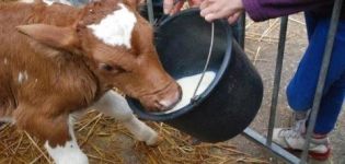 Hvordan man hurtigt træner en kalv til at drikke uden en finger ud af en spand, de bedste metoder og tip