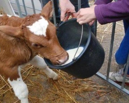 Hur du snabbt tränar en kalv att dricka utan ett finger ur en hink, de bästa metoderna och tips