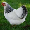 Beskrivelse og karakteristika for May Day-racen af ​​kyllinger, vedligeholdelse og pleje