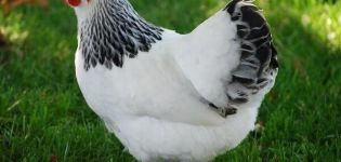 คำอธิบายและลักษณะของไก่สายพันธุ์ May Day การบำรุงรักษาและการดูแล