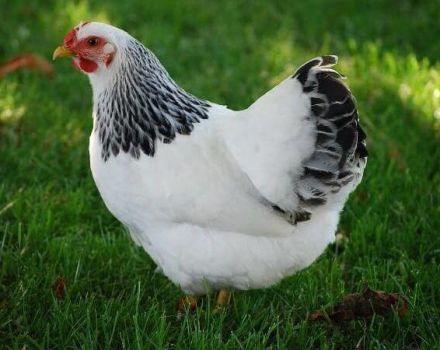 Descripción y características de la raza de pollos May Day, mantenimiento y cuidado.