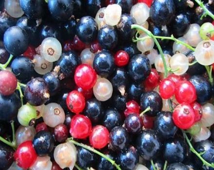 Which currants are healthier for humans - red or black, where there are more vitamins