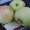 Opis odrody jabĺk Phoenix Altai, výhody a nevýhody, výnos