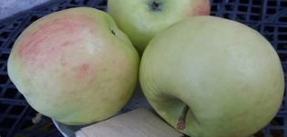 Opis odmiany jabłka Phoenix Altai, zalety i wady, plon