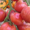 Características y descripción de la variedad de tomate Babushkin Secret y su rendimiento