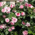 Najlepšie odrody parku ruže, výsadba a starostlivosť o vonkajšie prostredie pre začiatočníkov