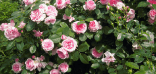 Le migliori varietà di rose del parco, piantine e cure esterne per principianti