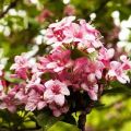 Planting, growing and caring for a weigela in the open field
