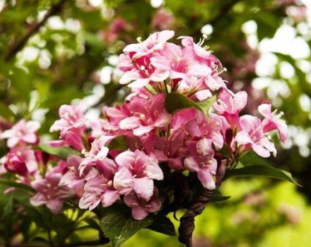 Planting, growing and caring for a weigela in the open field
