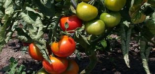 Descripción de la variedad de tomate Moravian Miracle, sus características y características de cultivo.