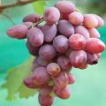 Description and characteristics of the Ataman grape variety, history and growing rules