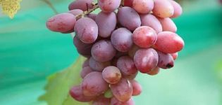 Opis i karakteristike sorte grožđa Ataman, povijest i pravila uzgoja