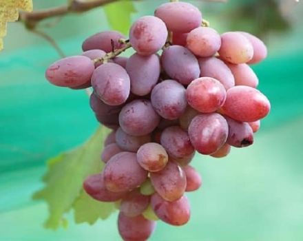 Opis i cechy odmiany winorośli Ataman, historia i zasady uprawy