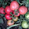 Descrizione della varietà di pomodoro Pink Angel, caratteristiche di coltivazione e cura