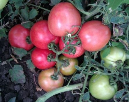 Pomidorų veislės „Pink Angel“ aprašymas, auginimo ir priežiūros ypatybės
