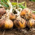 When do you need to dig onions from the beds for storage?