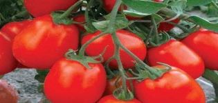 Descrizione della varietà di pomodoro Maryushka, caratteristiche di coltivazione e cura