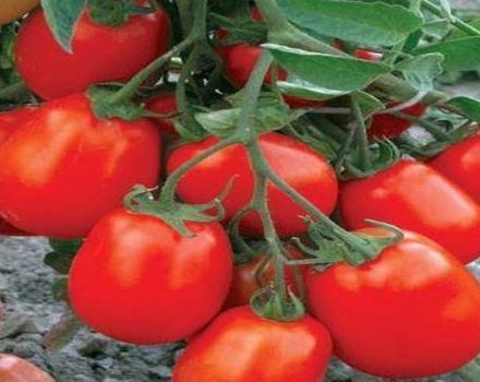 Descrizione della varietà di pomodoro Maryushka, caratteristiche di coltivazione e cura