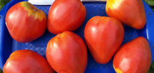 Egenskaber og beskrivelse af tomatsorten Buffalo Heart, dens udbytte