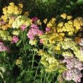 Description of varieties of yarrow, planting, cultivation and care