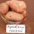 Descripció de la varietat de patates Zhukovsky precoç, característiques de cultiu i cura