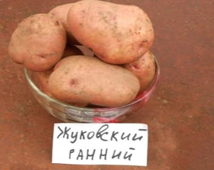 Descripció de la varietat de patates Zhukovsky precoç, característiques de cultiu i cura