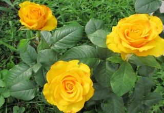 Mô tả và đặc điểm của giống hoa hồng Kerio, cách trồng và chăm sóc