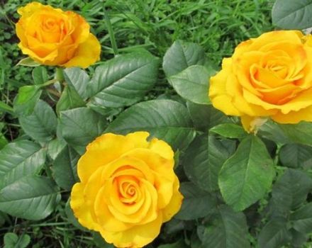 Popis a charakteristika odrůdy, pěstování a péče o růže