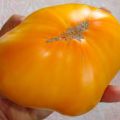 Kenmerken en beschrijving van de tomatenvariëteit King of Siberia, de opbrengst