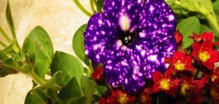 Descrizione e caratteristiche delle varietà di petunia Cielo stellato, le sottigliezze della crescita