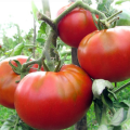 Karakteristike i opis Raspberry mesnat rajčice, njegov prinos