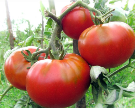 Caracteristicile și descrierea tomatei cărnoase de zmeură, a randamentului acesteia