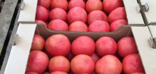 Beskrivelse af variationen af ​​tomat Cetus pink, dens egenskaber og produktivitet