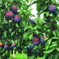 Descripció de la varietat de pruna Bellesa manxuriana, varietats pol·linitzadores i cultiu