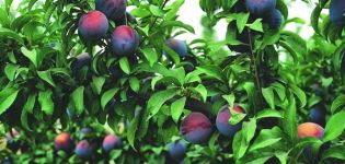 Description of plum variety Manchurian beauty, pollinator varieties and cultivation