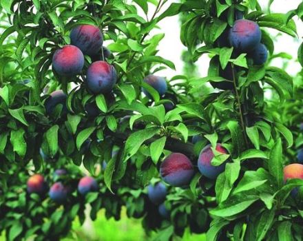 Description of plum variety Manchurian beauty, pollinator varieties and cultivation
