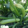Paglalarawan ng pinaka-produktibong mga varieties ng zucchini para sa bukas na lupa