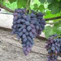 Description and characteristics of the Atos grape variety, growing rules and care features