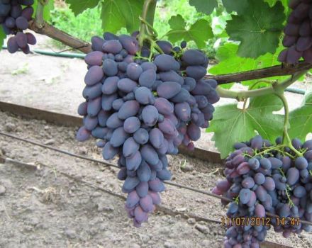 Az Athos szőlőfajtájának leírása és jellemzői, növekedési szabályok és gondozási jellemzők