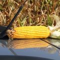 What is the average yield from 1 hectare of corn?