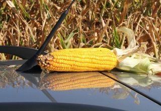 Mekkora az átlagos hozam 1 hektár kukoricából?