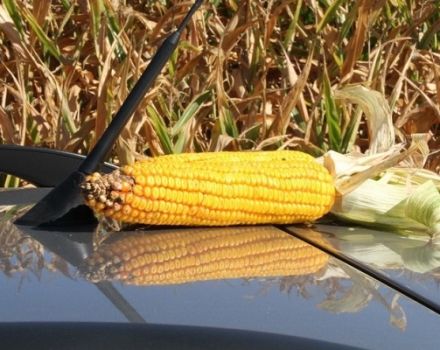 ¿Cuál es el rendimiento promedio de 1 hectárea de maíz?