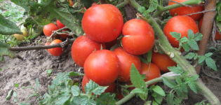 Caractéristiques et description de la variété de tomate Yamal, son rendement