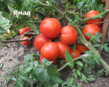 Egenskaper och beskrivning av Yamal-tomatsorten, dess utbyte