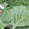 The best way to treat cabbage for pest control