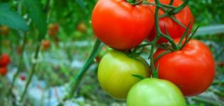 Χαρακτηριστικά και περιγραφή της ποικιλίας ντομάτας Demidov, η απόδοσή της