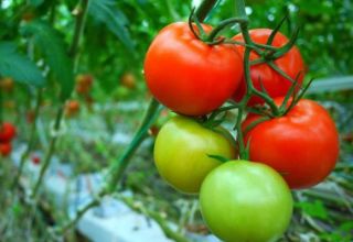 Pomidorų veislės Demidov charakteristika ir aprašymas, derlius